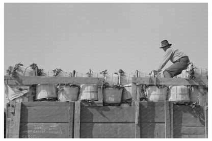 Spinach Loader on Truck in La Pryor Texas March 1939 - Available at KNOWOL