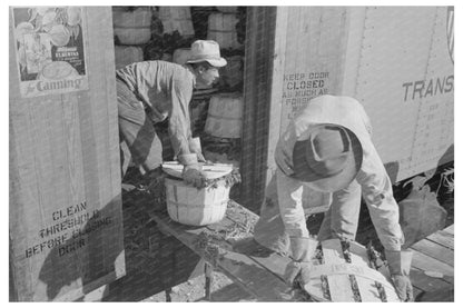 Spinach Loading into Refrigerator Car La Pryor Texas 1939 - Available at KNOWOL