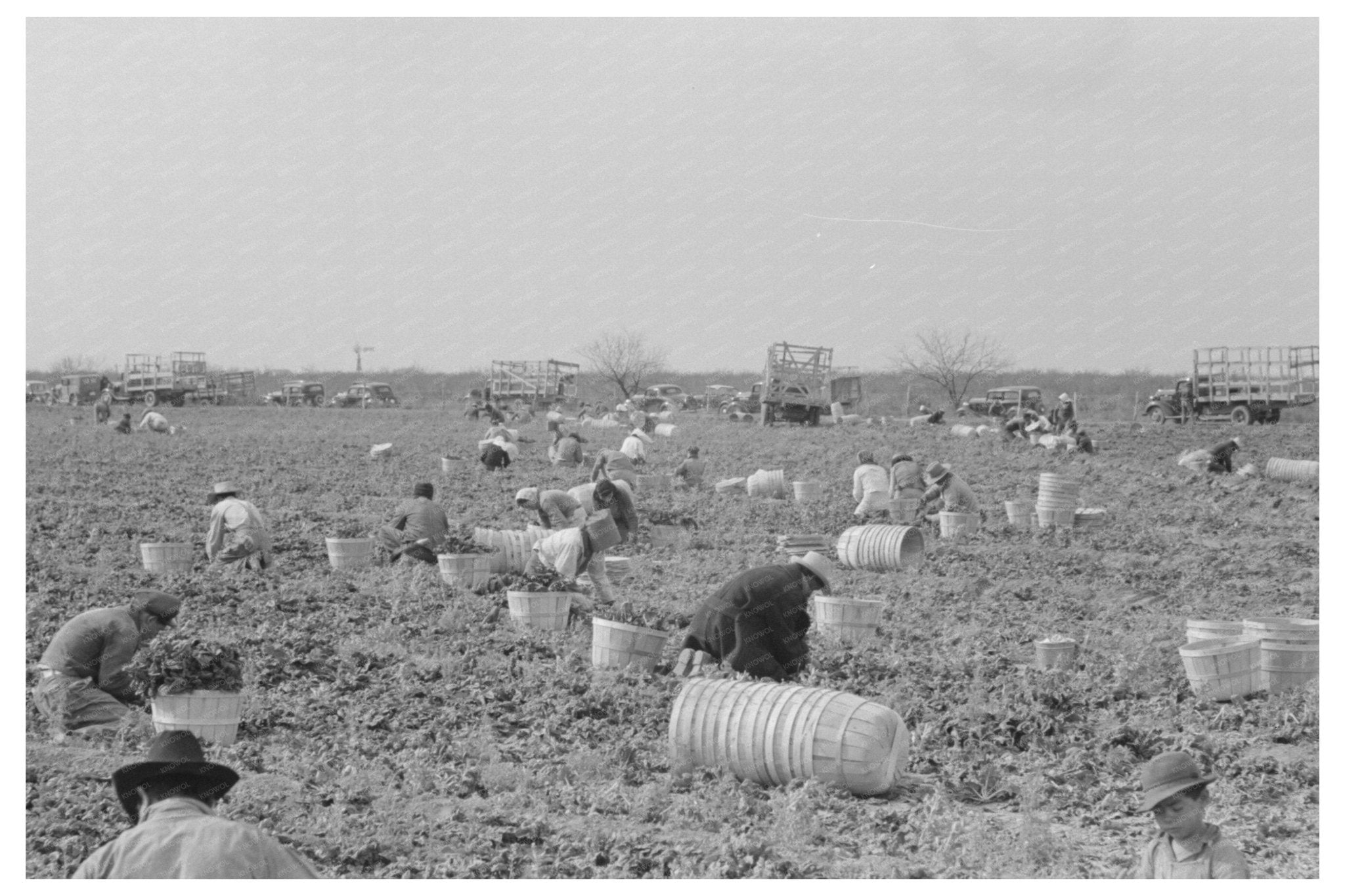 Spinach Workers Cutting and Packing in Texas 1939 - Available at KNOWOL