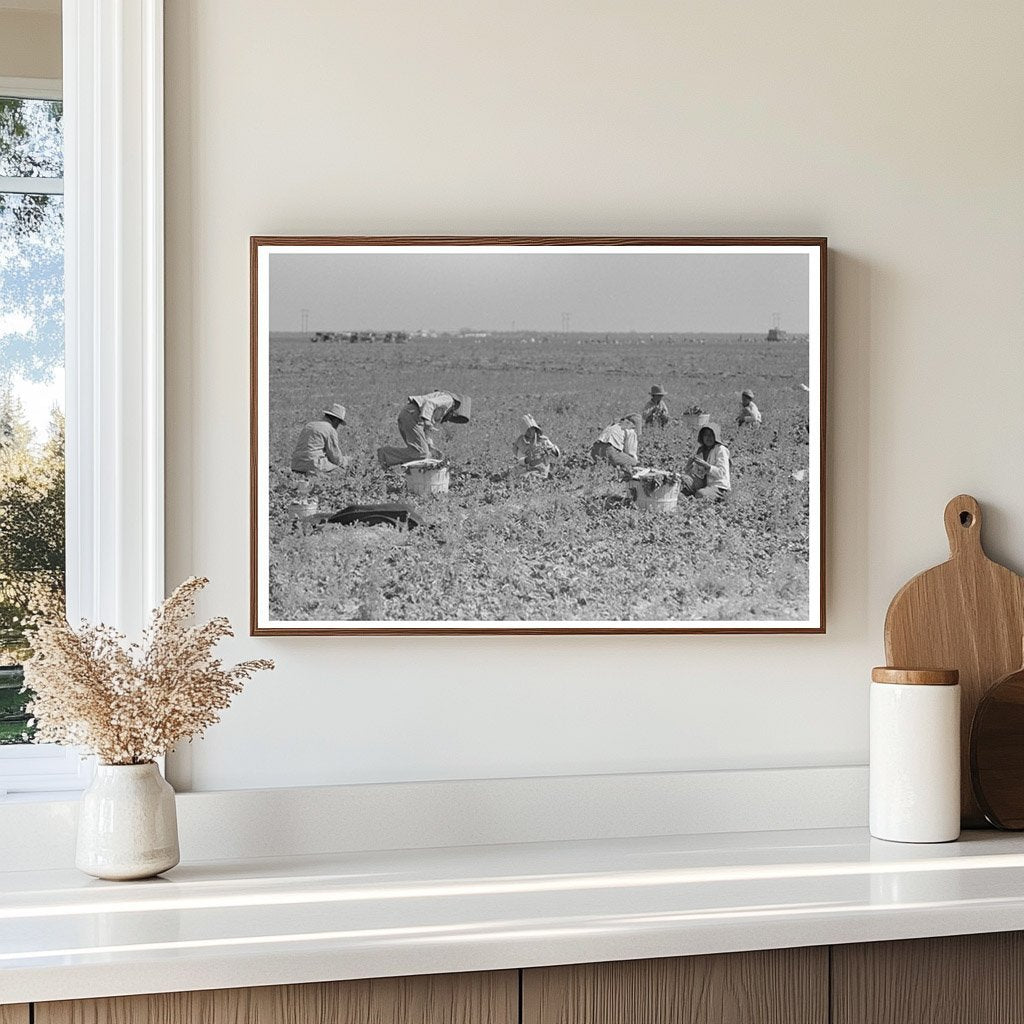 Spinach Workers Harvesting in La Pryor Texas 1939 - Available at KNOWOL