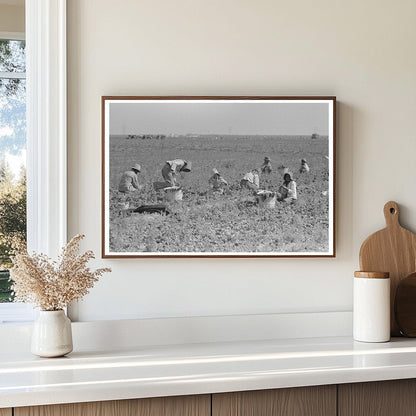 Spinach Workers Harvesting in La Pryor Texas 1939 - Available at KNOWOL