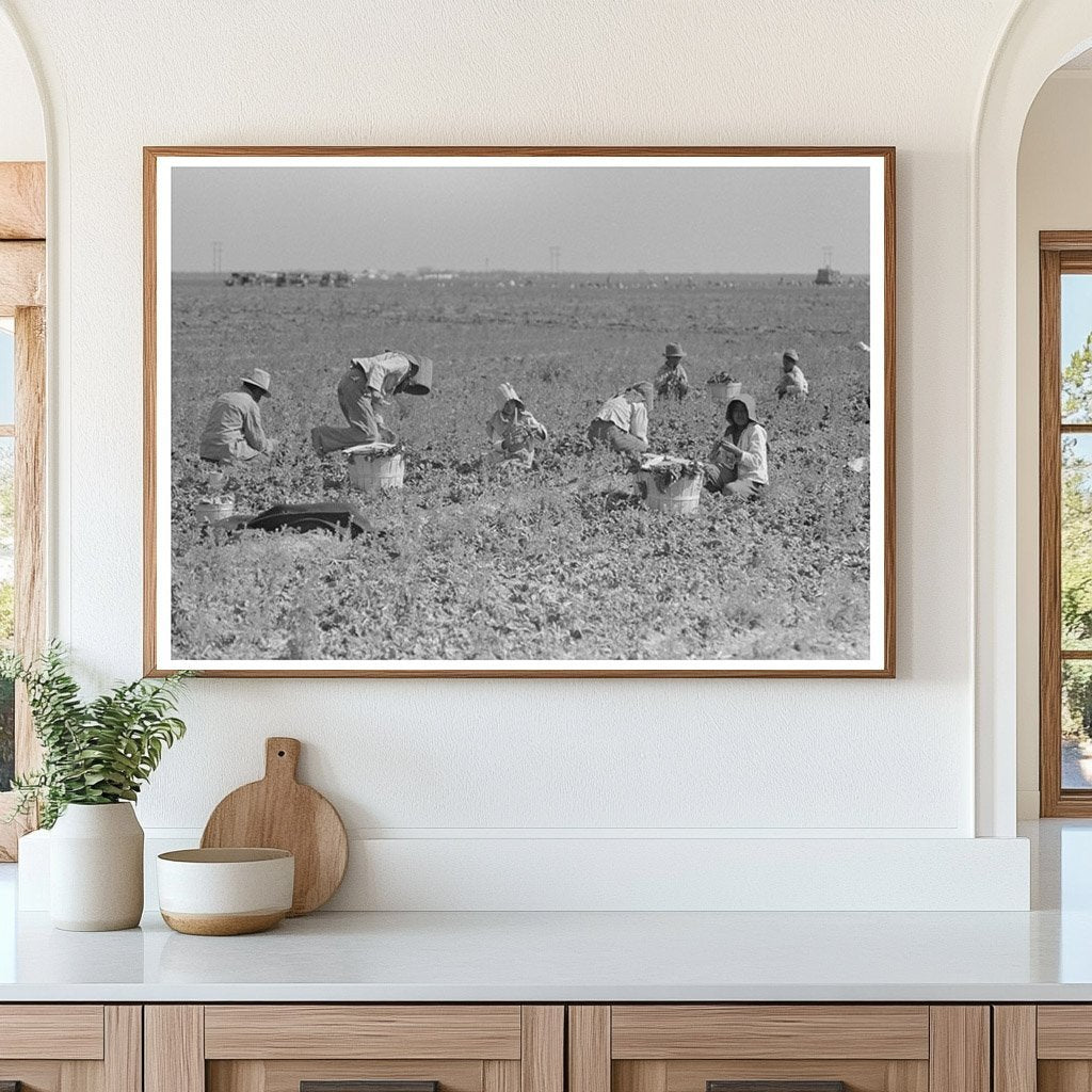 Spinach Workers Harvesting in La Pryor Texas 1939 - Available at KNOWOL