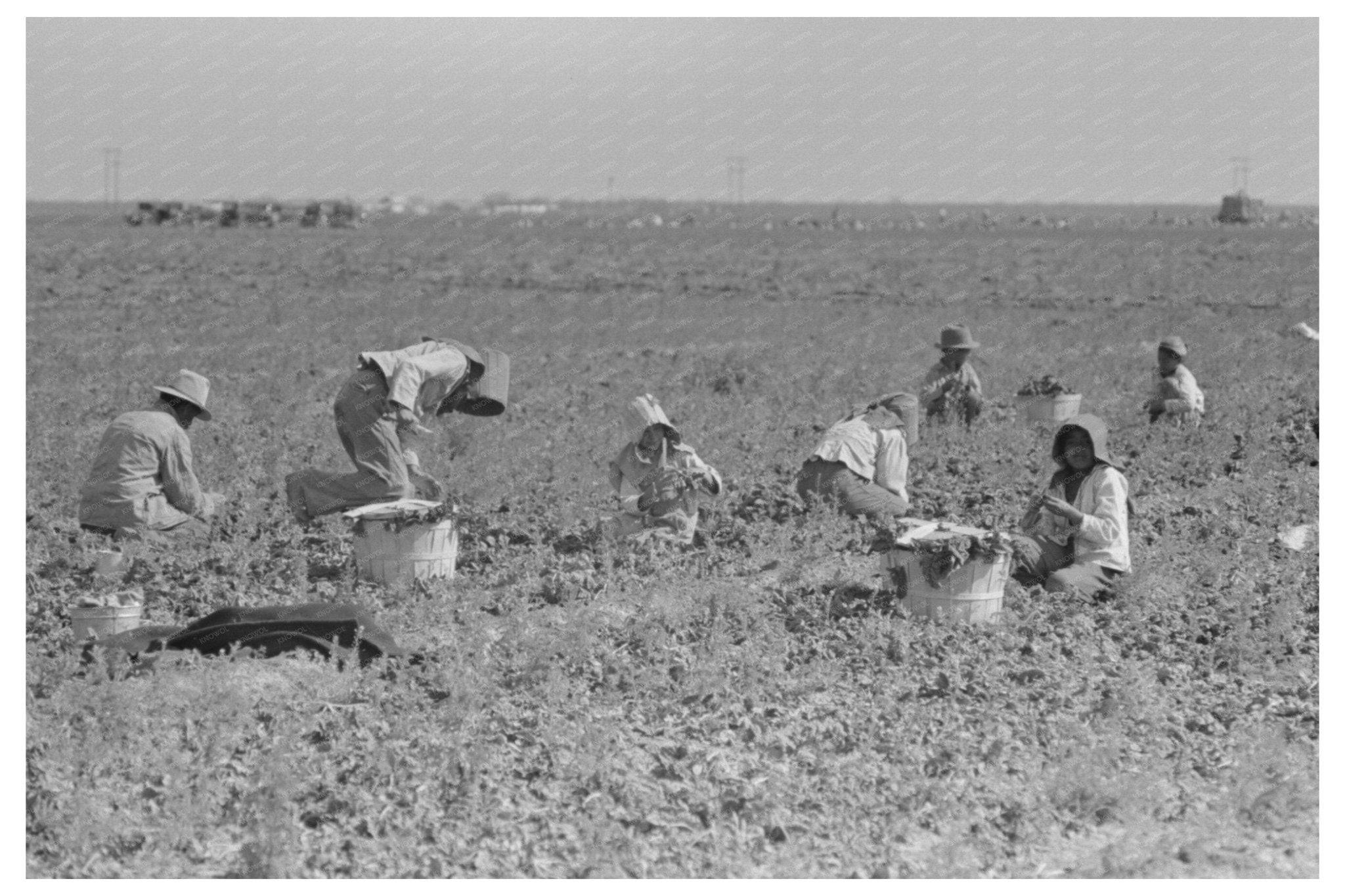 Spinach Workers Harvesting in La Pryor Texas 1939 - Available at KNOWOL