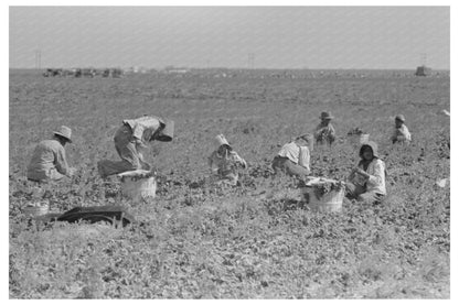 Spinach Workers Harvesting in La Pryor Texas 1939 - Available at KNOWOL