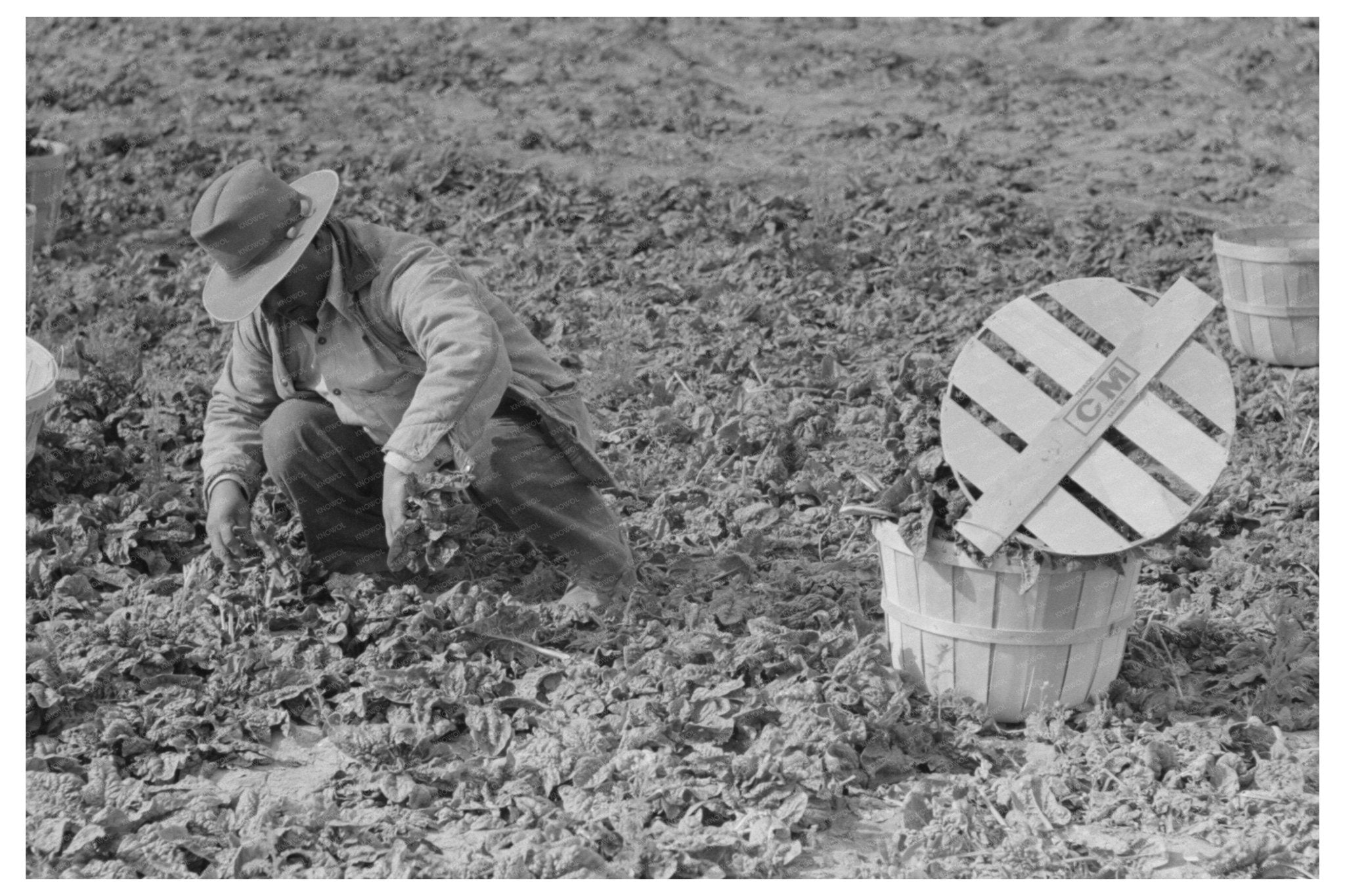 Spinach Workers in La Pryor Texas March 1939 - Available at KNOWOL