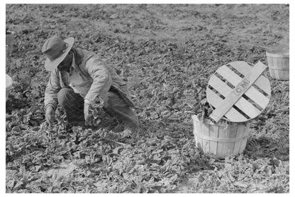 Spinach Workers in La Pryor Texas March 1939 - Available at KNOWOL