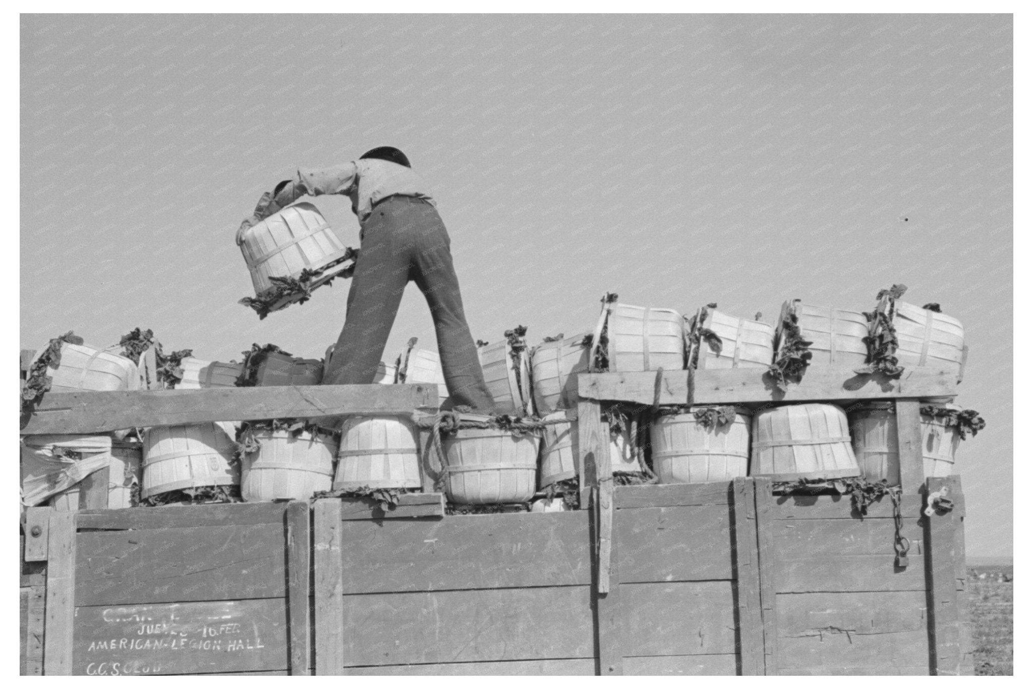 Spinach Workers Packing in La Pryor Texas March 1939 - Available at KNOWOL