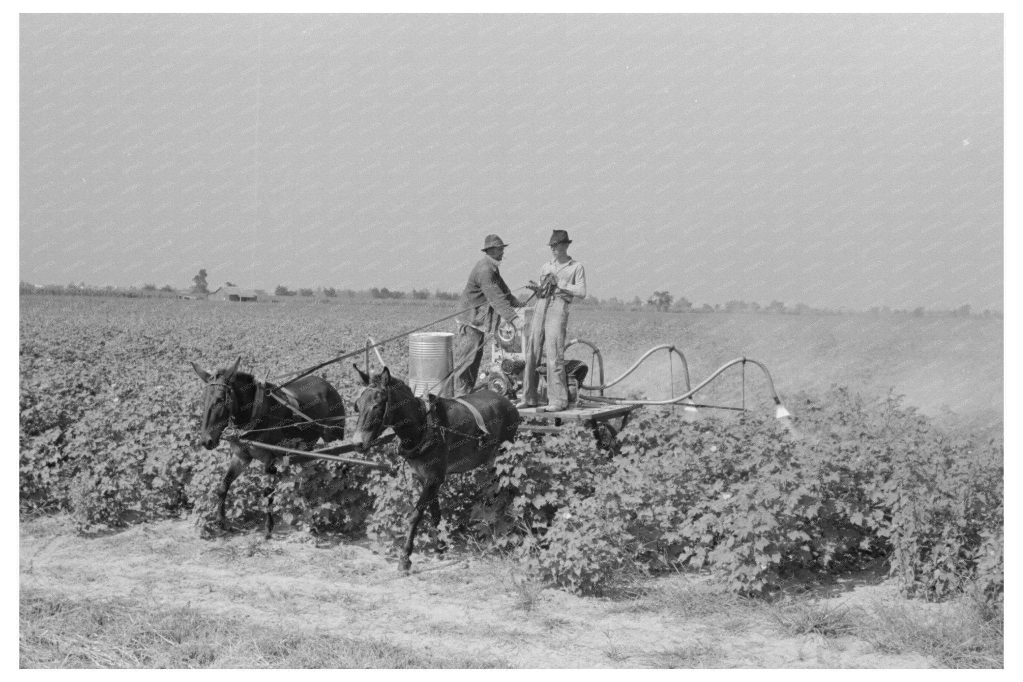 Spraying Cotton Fields in La Forge Missouri August 1938 - Available at KNOWOL