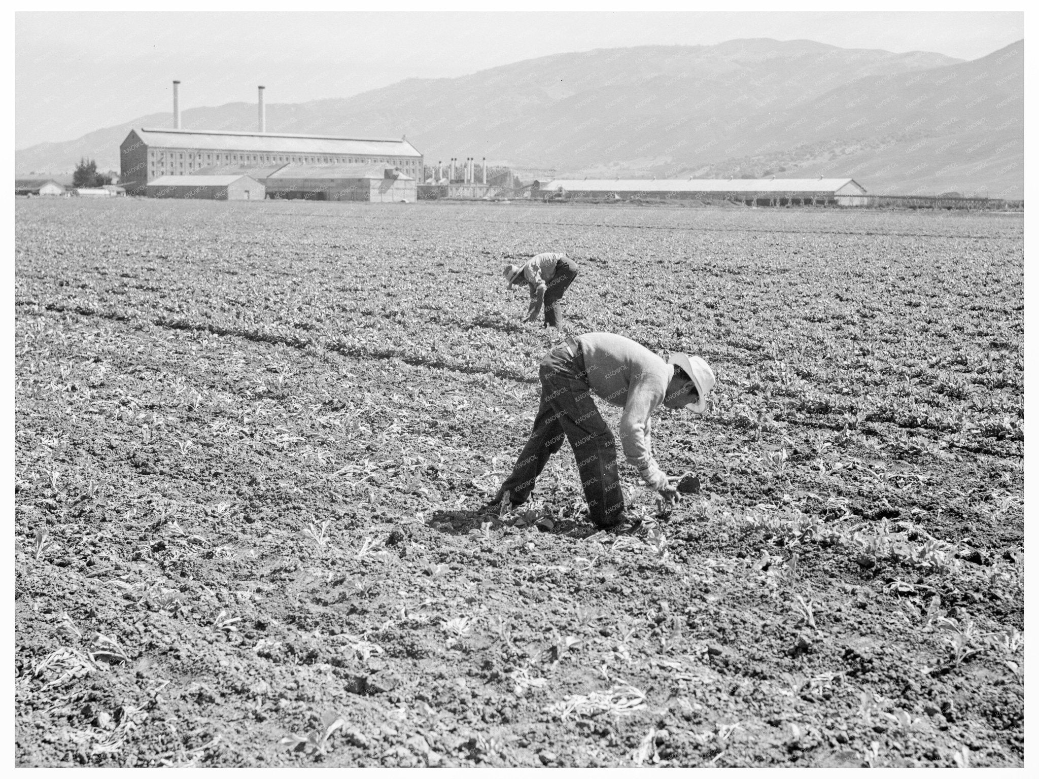 Spreckels Sugar Factory and Laborers April 1939 - Available at KNOWOL