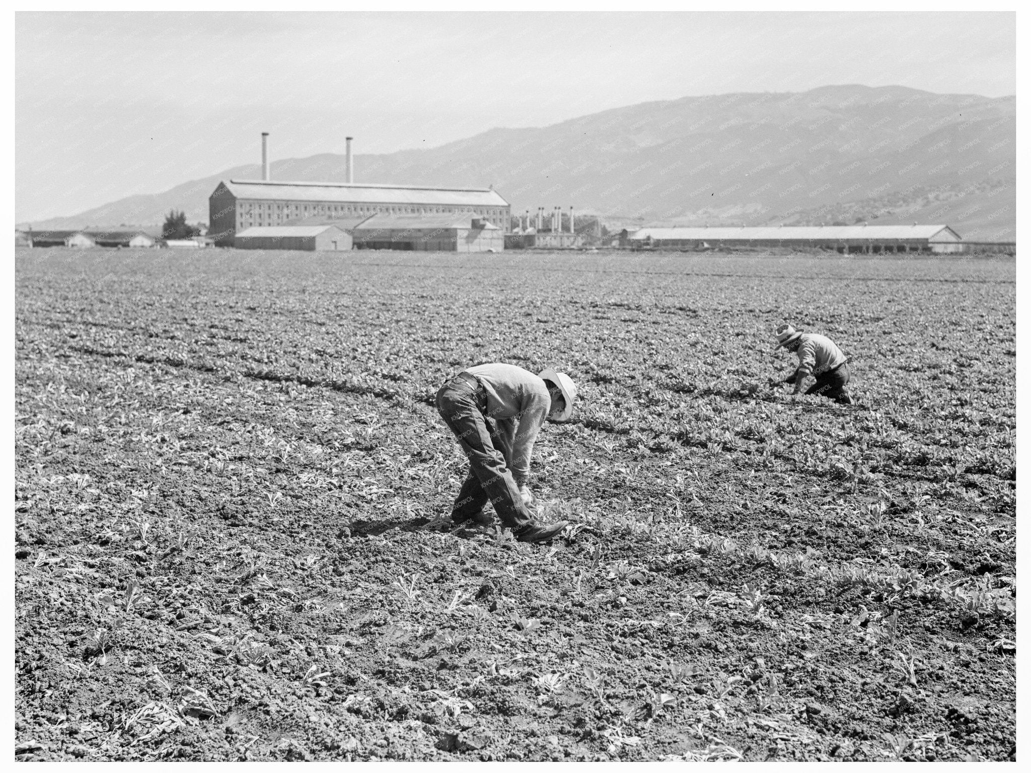 Spreckels Sugar Factory with Workers 1939 - Available at KNOWOL