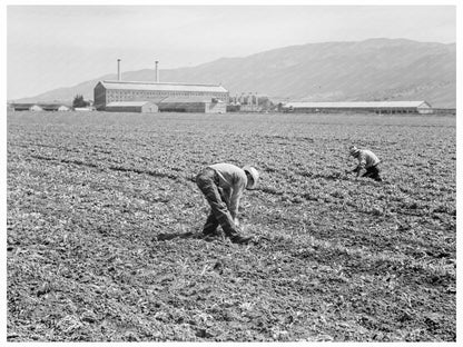 Spreckels Sugar Factory with Workers 1939 - Available at KNOWOL