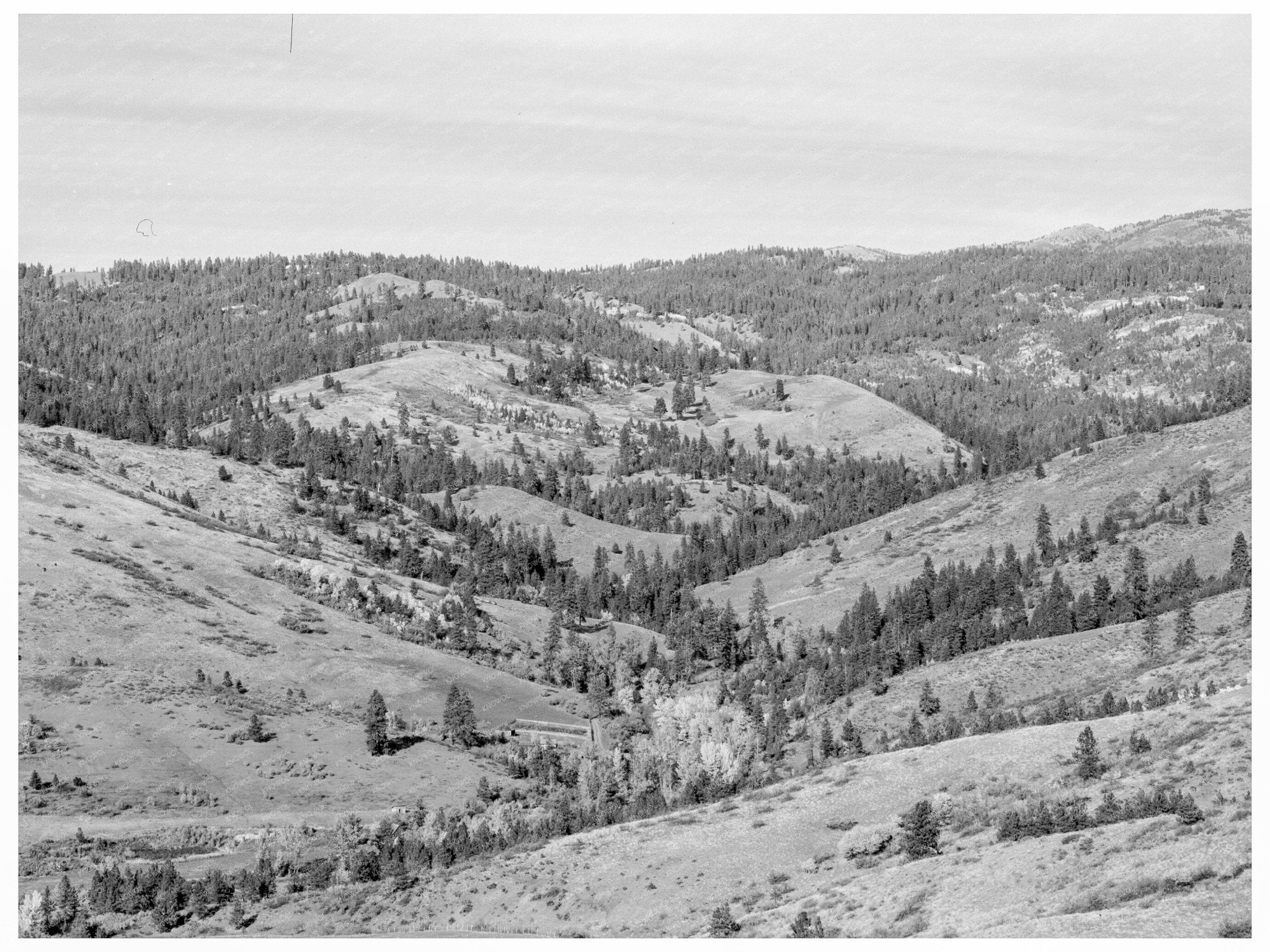 Squaw Creek Valley Idaho Timber Resources 1939 - Available at KNOWOL