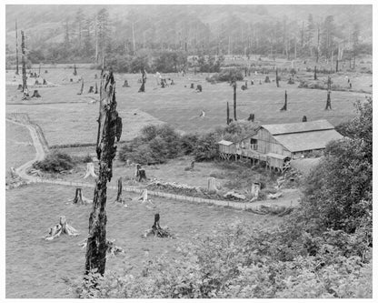 Stump Ranch Orick Humboldt County California 1939 - Available at KNOWOL