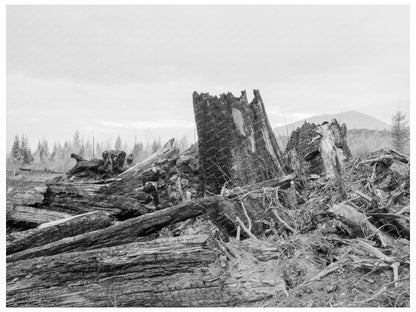 Stumps Ready for Burning Cox Farm Bonner County Idaho 1939 - Available at KNOWOL