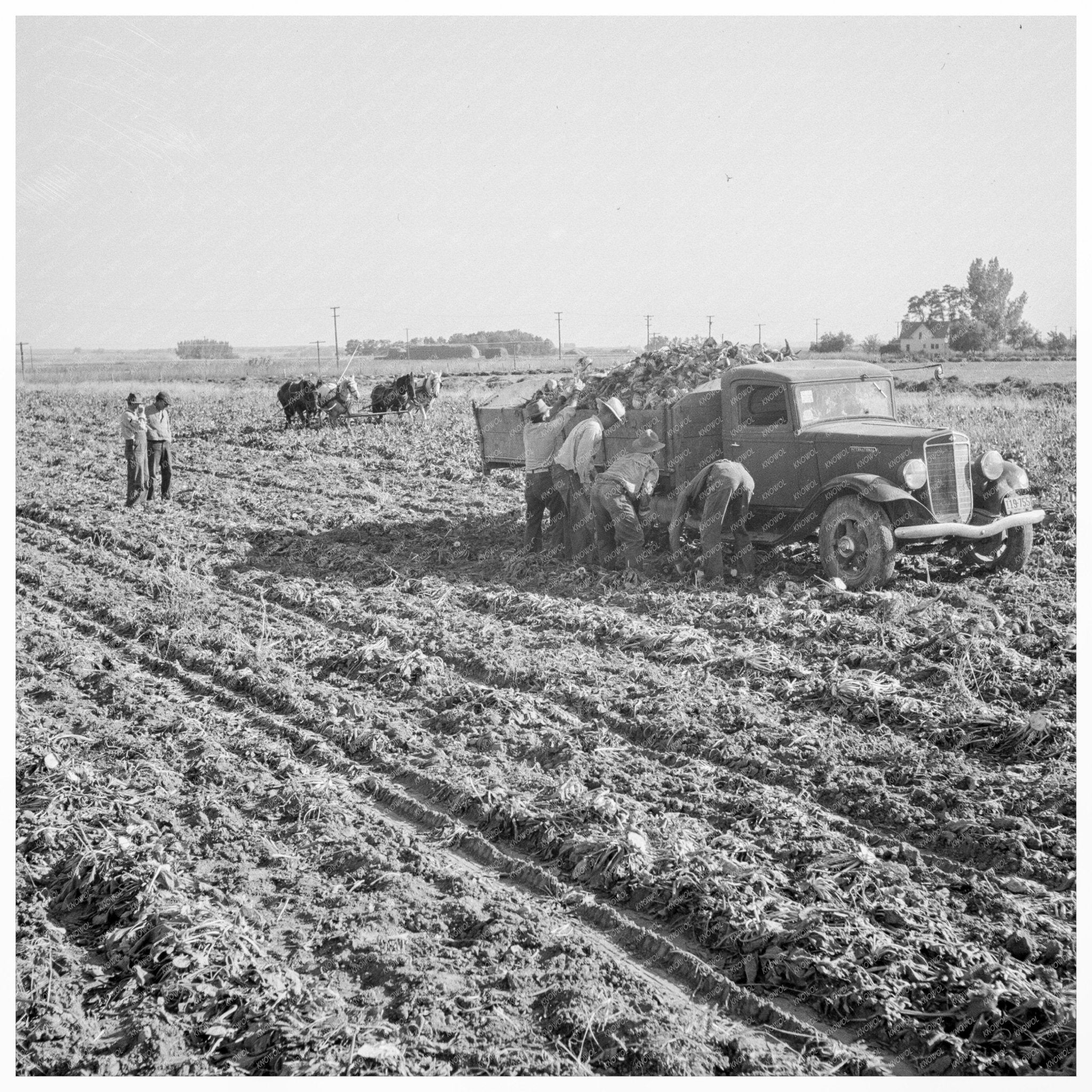 Sugar Beet Field Loading Trucks Oregon 1939 - Available at KNOWOL