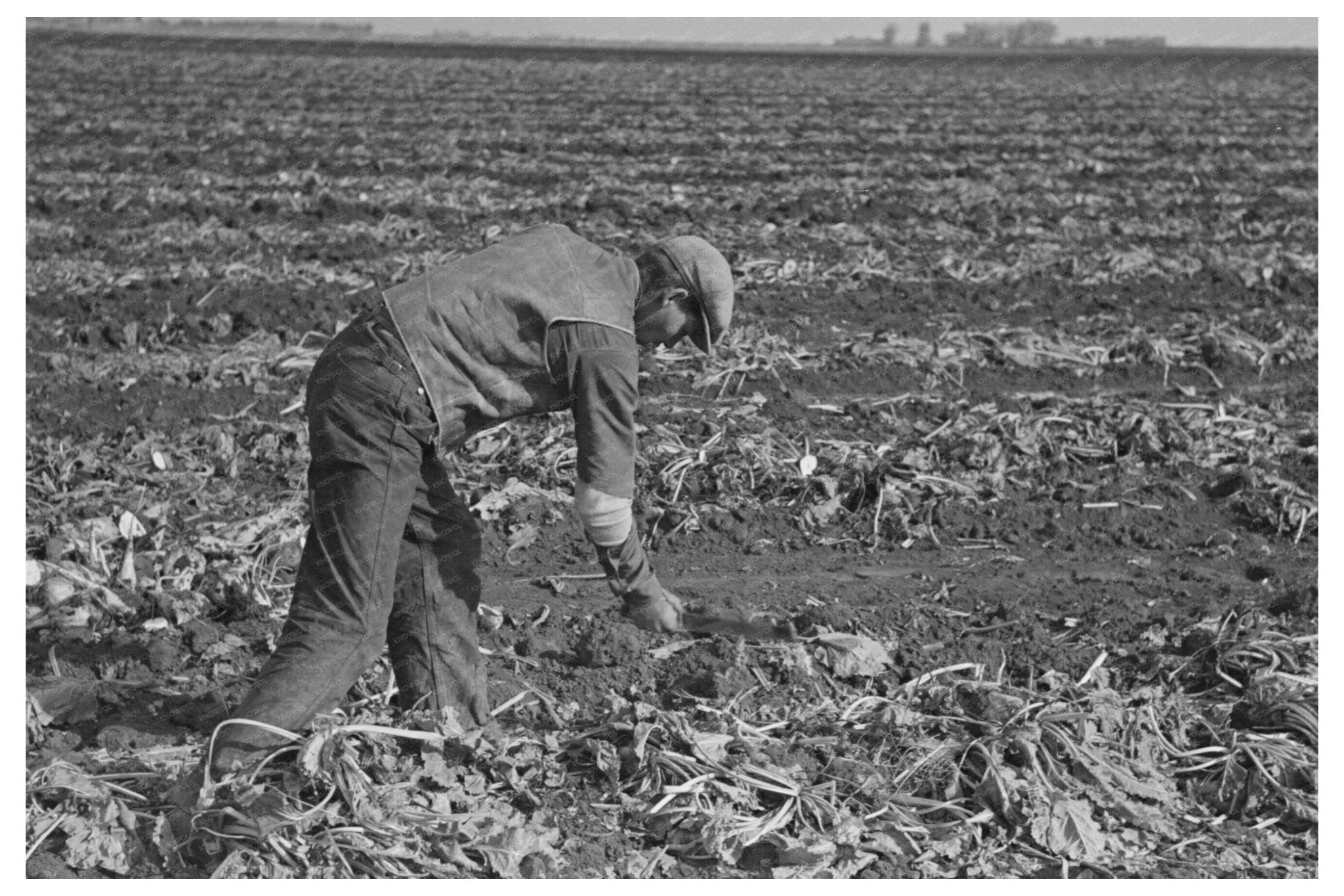 Sugar Beet Harvesting in East Grand Forks Minnesota 1937 - Available at KNOWOL