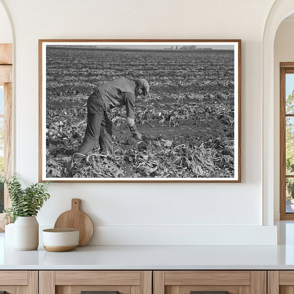 Sugar Beet Harvesting in East Grand Forks Minnesota 1937 - Available at KNOWOL