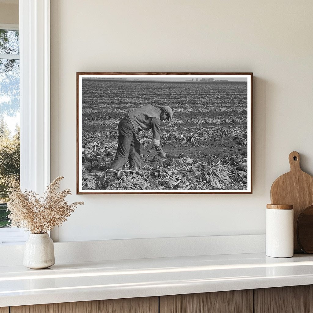 Sugar Beet Harvesting in East Grand Forks Minnesota 1937 - Available at KNOWOL