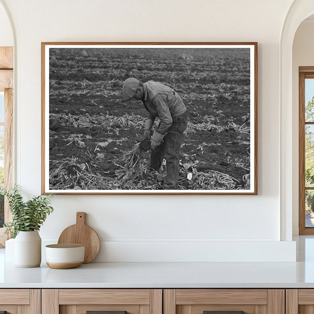 Sugar Beet Harvesting in Minnesota October 1937 - Available at KNOWOL