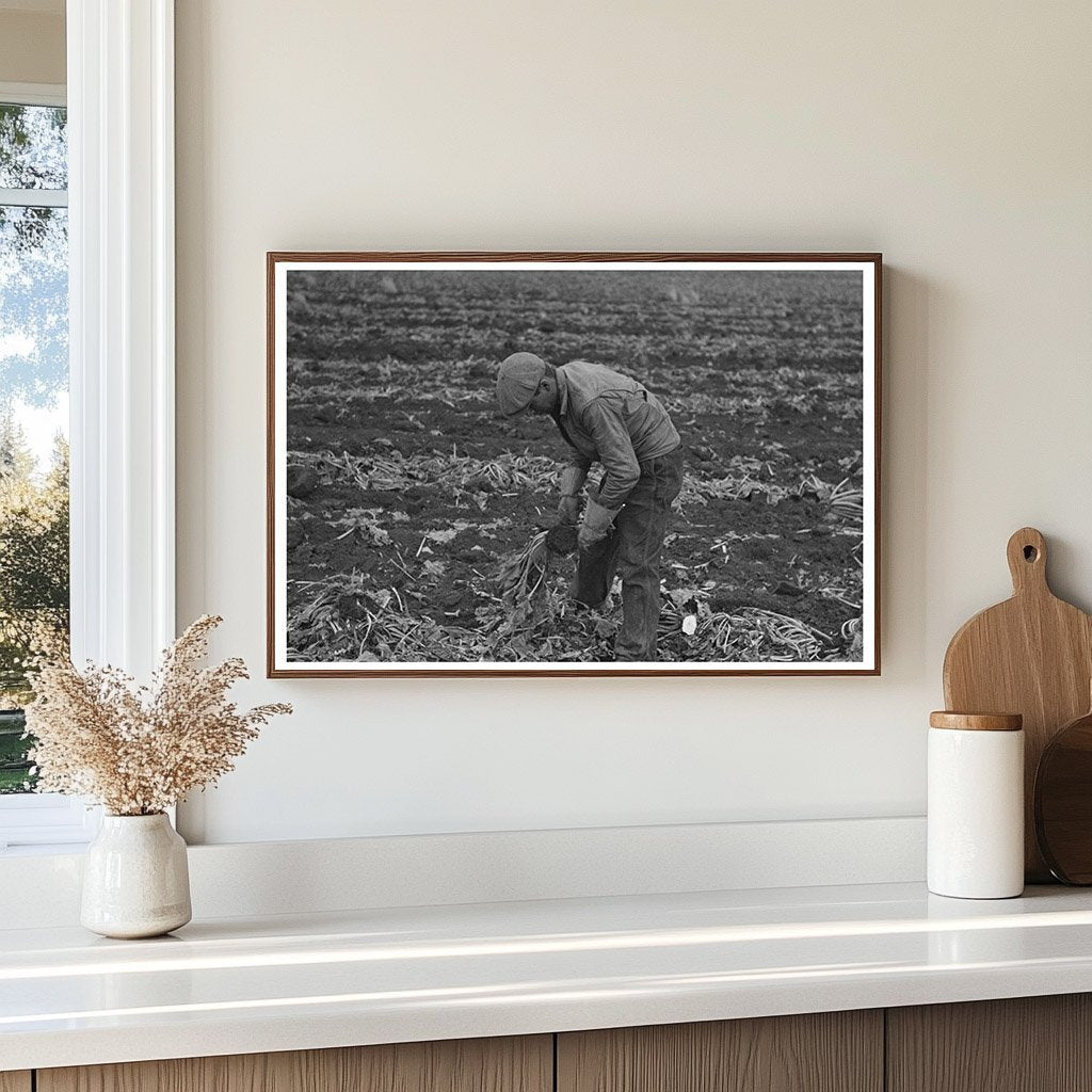 Sugar Beet Harvesting in Minnesota October 1937 - Available at KNOWOL