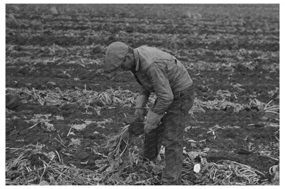 Sugar Beet Harvesting in Minnesota October 1937 - Available at KNOWOL