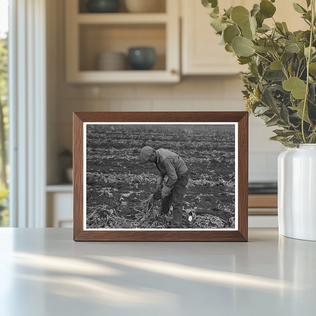 Sugar Beet Harvesting in Minnesota October 1937 - Available at KNOWOL