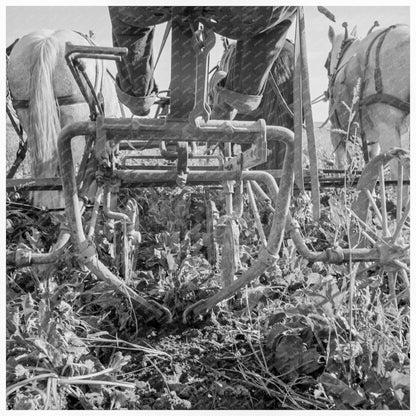 Sugar Beet Lifter in Oregon Field October 1939 - Available at KNOWOL