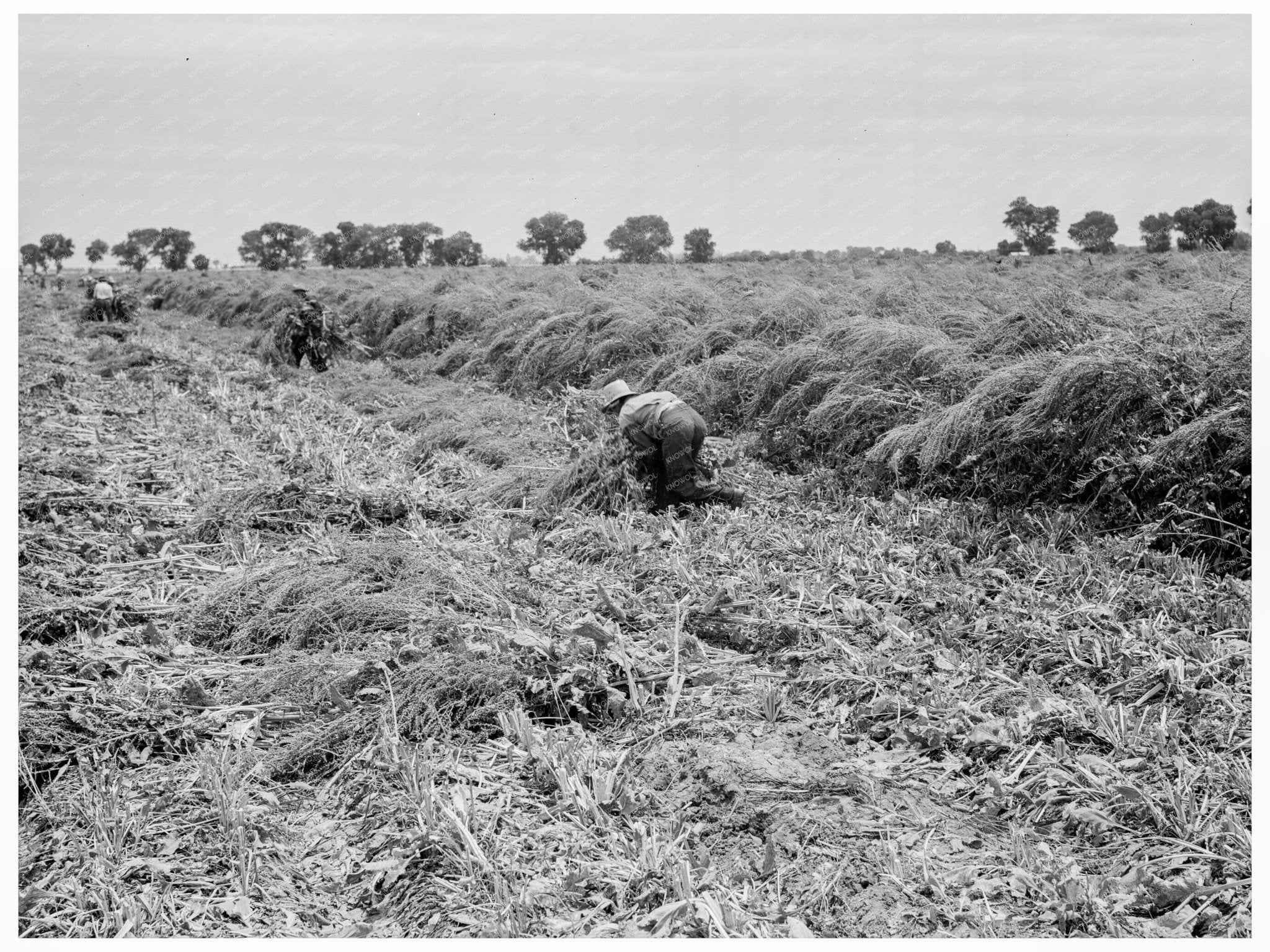 Sugar Beet Seed Field Chandler Arizona June 1938 - Available at KNOWOL