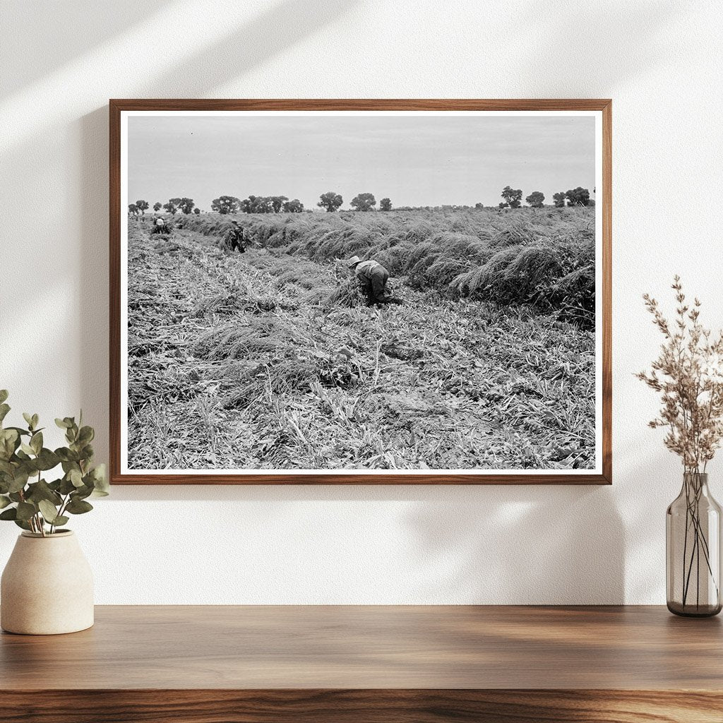 Sugar Beet Seed Field Chandler Arizona June 1938 - Available at KNOWOL