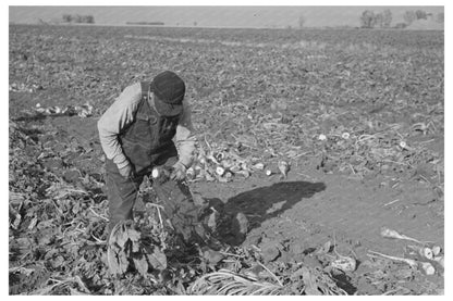 Sugar Beet Topping in Fisher Minnesota 1937 - Available at KNOWOL