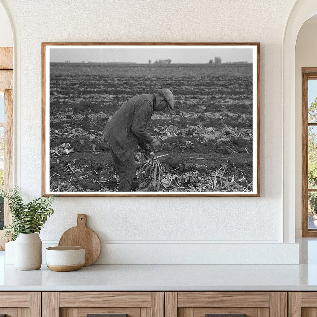 Sugar Beet Topping Process East Grand Forks 1937 - Available at KNOWOL