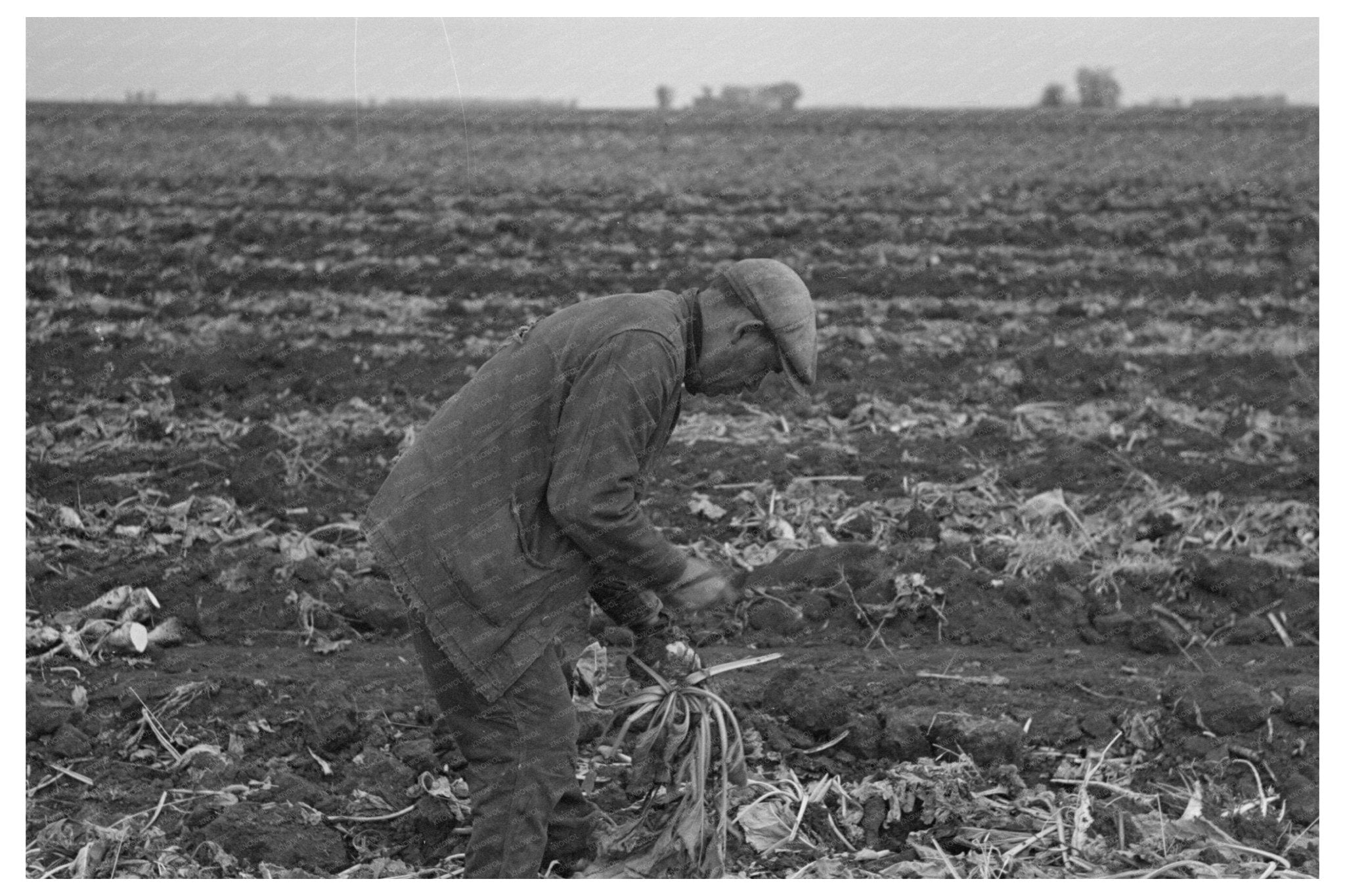 Sugar Beet Topping Process East Grand Forks 1937 - Available at KNOWOL