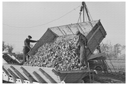 Sugar Beet Unloading in East Grand Forks Minnesota 1937 - Available at KNOWOL