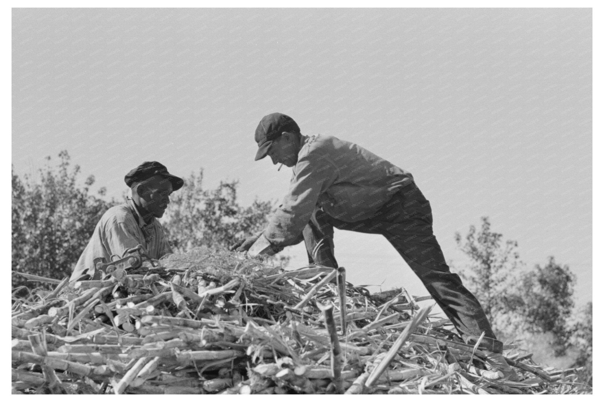 Sugar Cane Loading Process New Iberia Louisiana 1938 - Available at KNOWOL