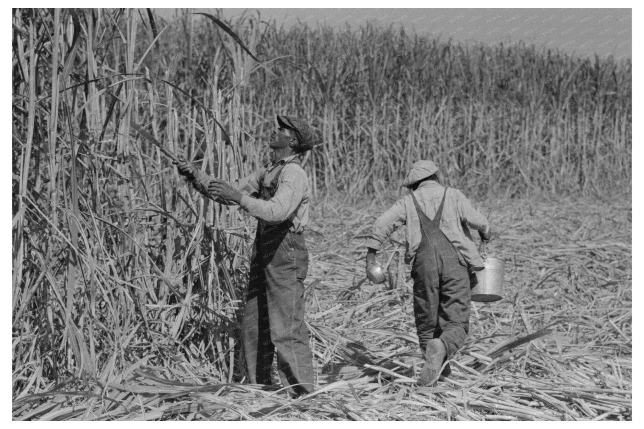 Sugarcane Cutter and Waterboy Louisiana 1938 - Available at KNOWOL