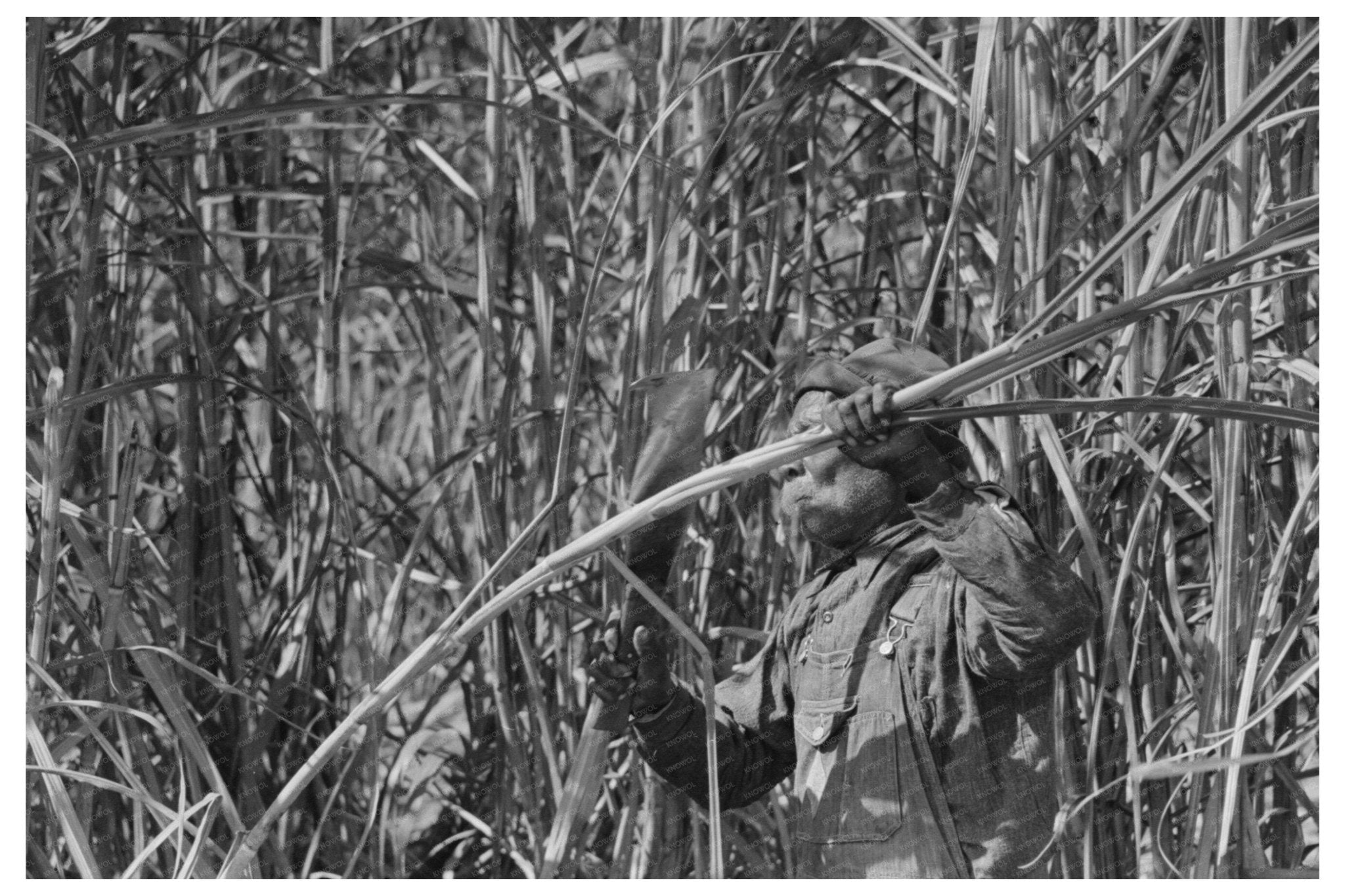 Sugarcane Cutter and Waterboy New Iberia Louisiana 1938 - Available at KNOWOL