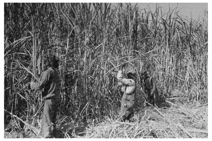 Sugarcane Harvest in Lafayette Louisiana 1938 - Available at KNOWOL