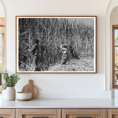 Sugarcane Harvest in Lafayette Louisiana 1938 - Available at KNOWOL