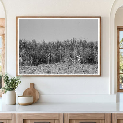 Sugarcane Harvesting in Louisiana October 1938 - Available at KNOWOL