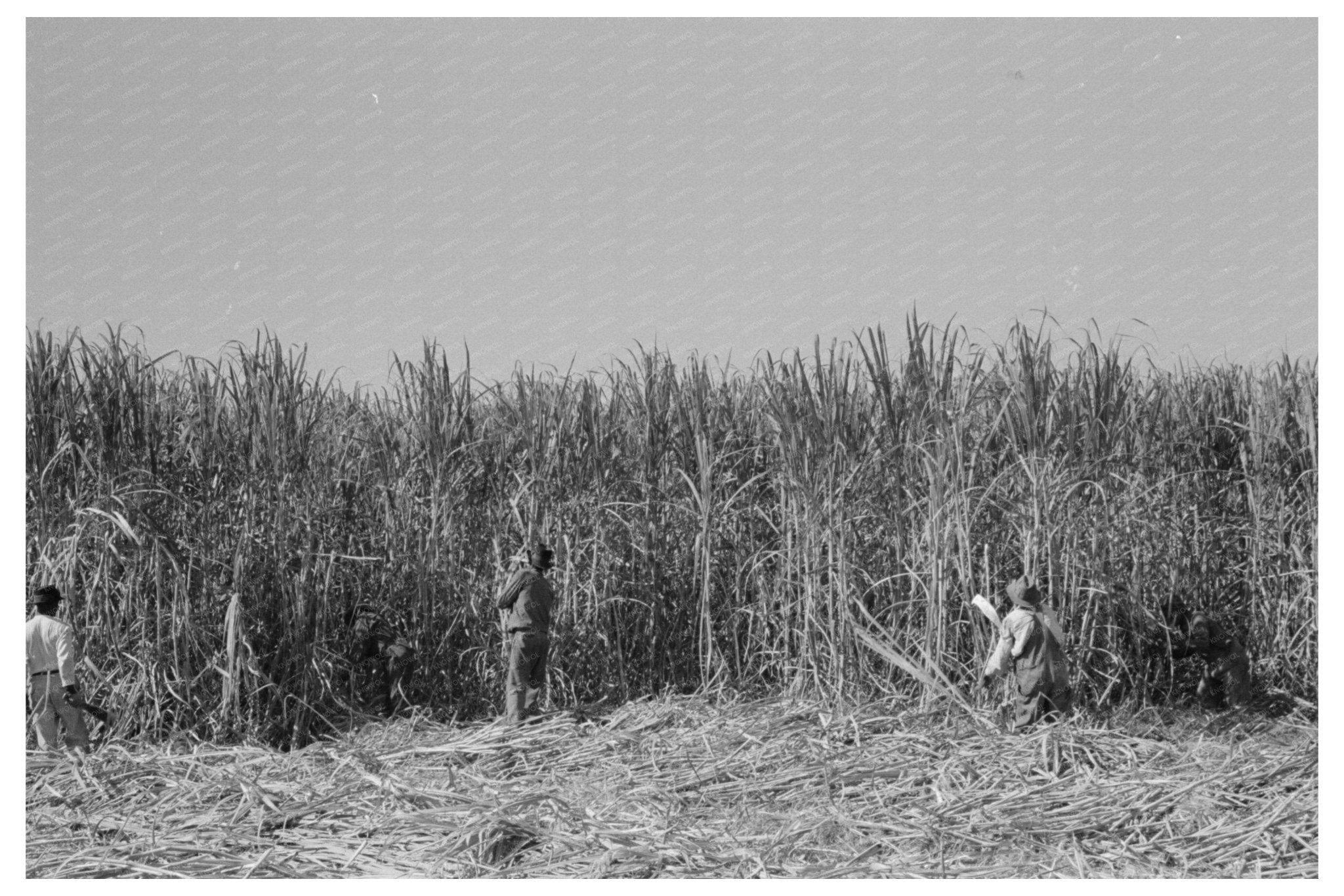 Sugarcane Harvesting in Louisiana October 1938 - Available at KNOWOL