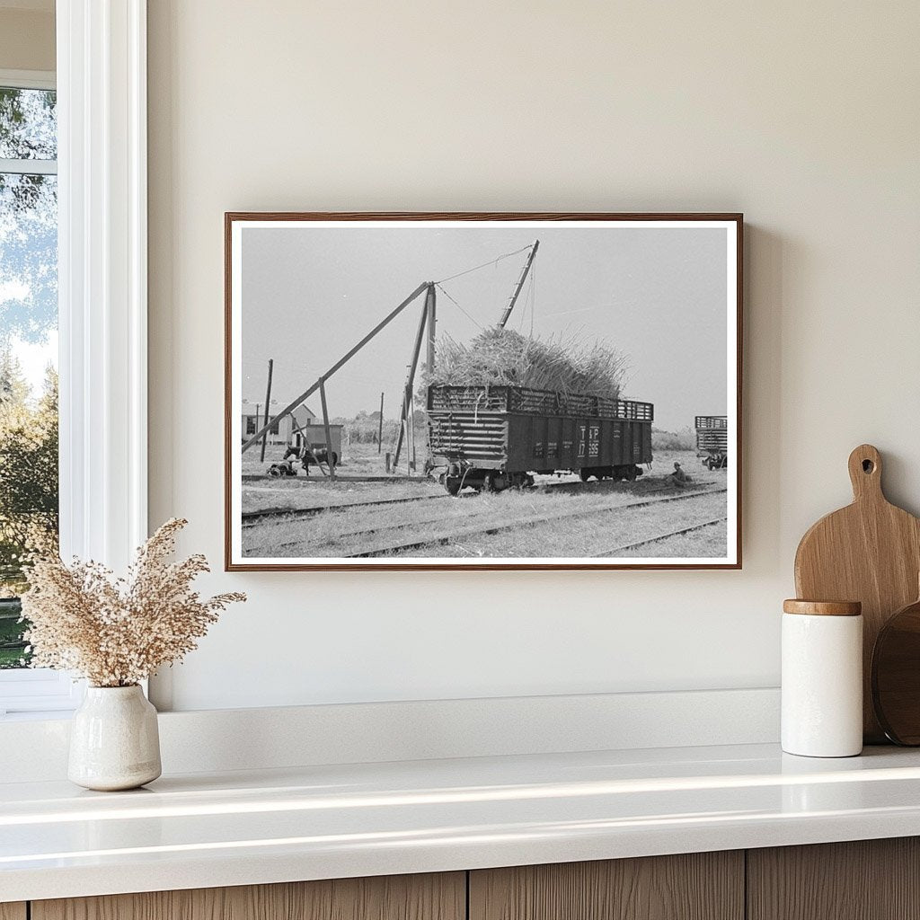 Sugarcane in Gondola Car New Roads Louisiana 1938 - Available at KNOWOL