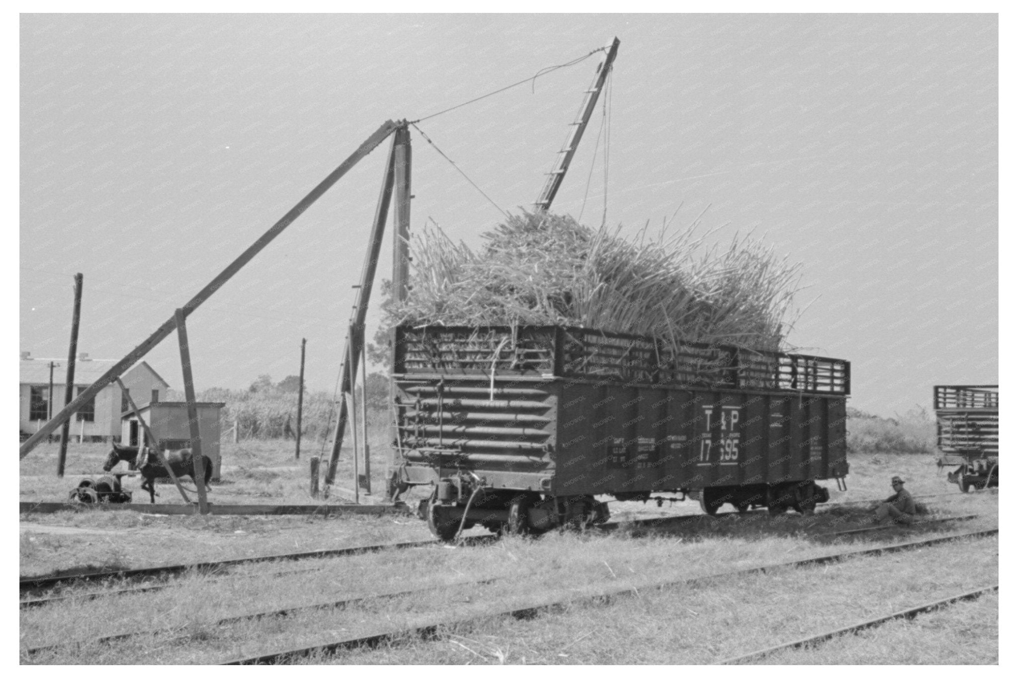 Sugarcane in Gondola Car New Roads Louisiana 1938 - Available at KNOWOL