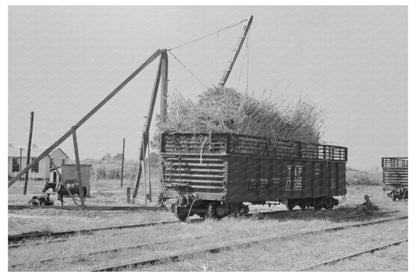 Sugarcane in Gondola Car New Roads Louisiana 1938 - Available at KNOWOL