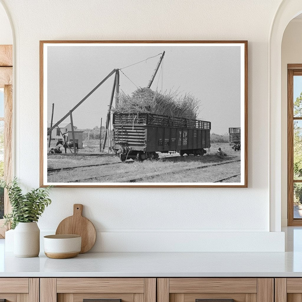 Sugarcane Loading in Gondola Car New Roads Louisiana 1938 - Available at KNOWOL