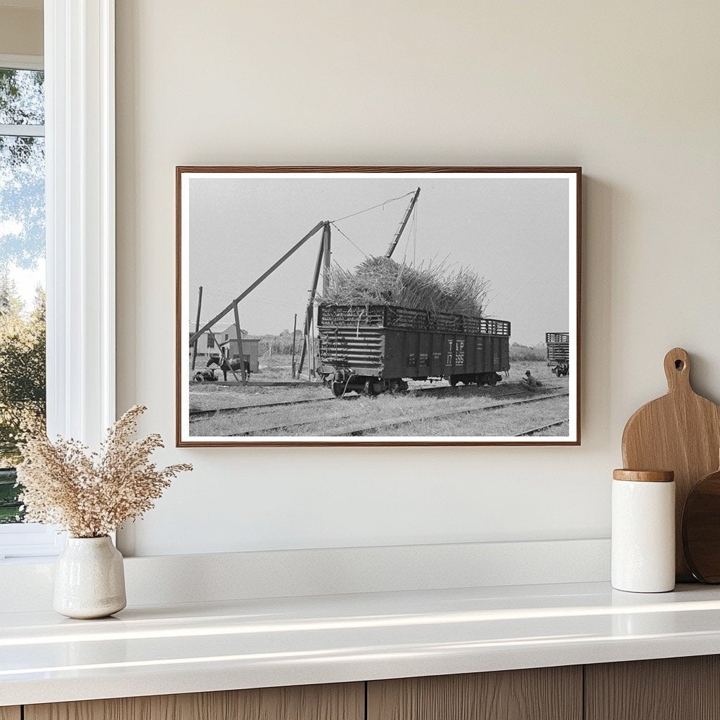 Sugarcane Loading in Gondola Car New Roads Louisiana 1938 - Available at KNOWOL