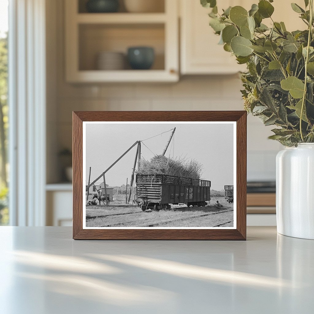 Sugarcane Loading in Gondola Car New Roads Louisiana 1938 - Available at KNOWOL