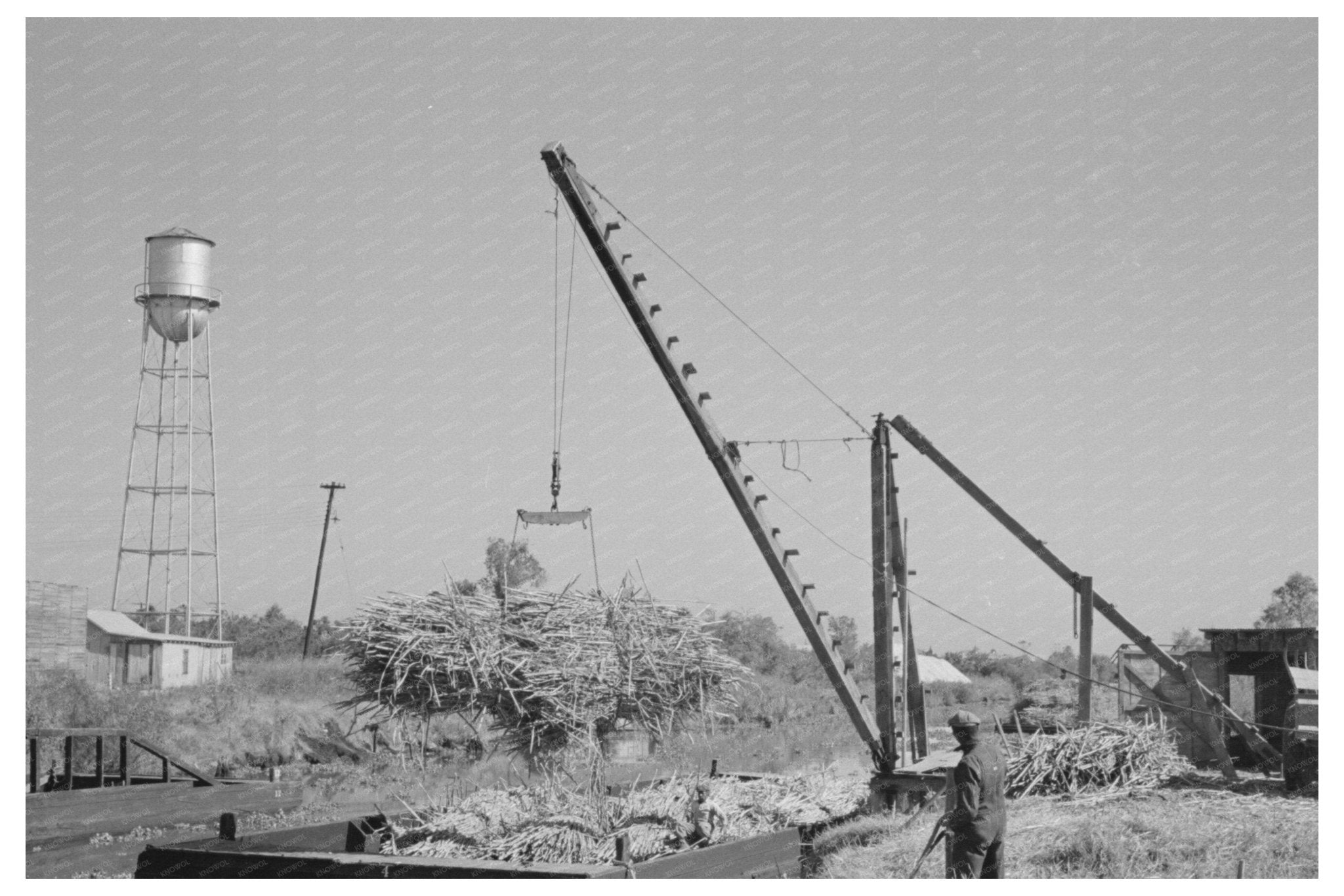 Sugarcane Loading in Louisiana October 1938 - Available at KNOWOL