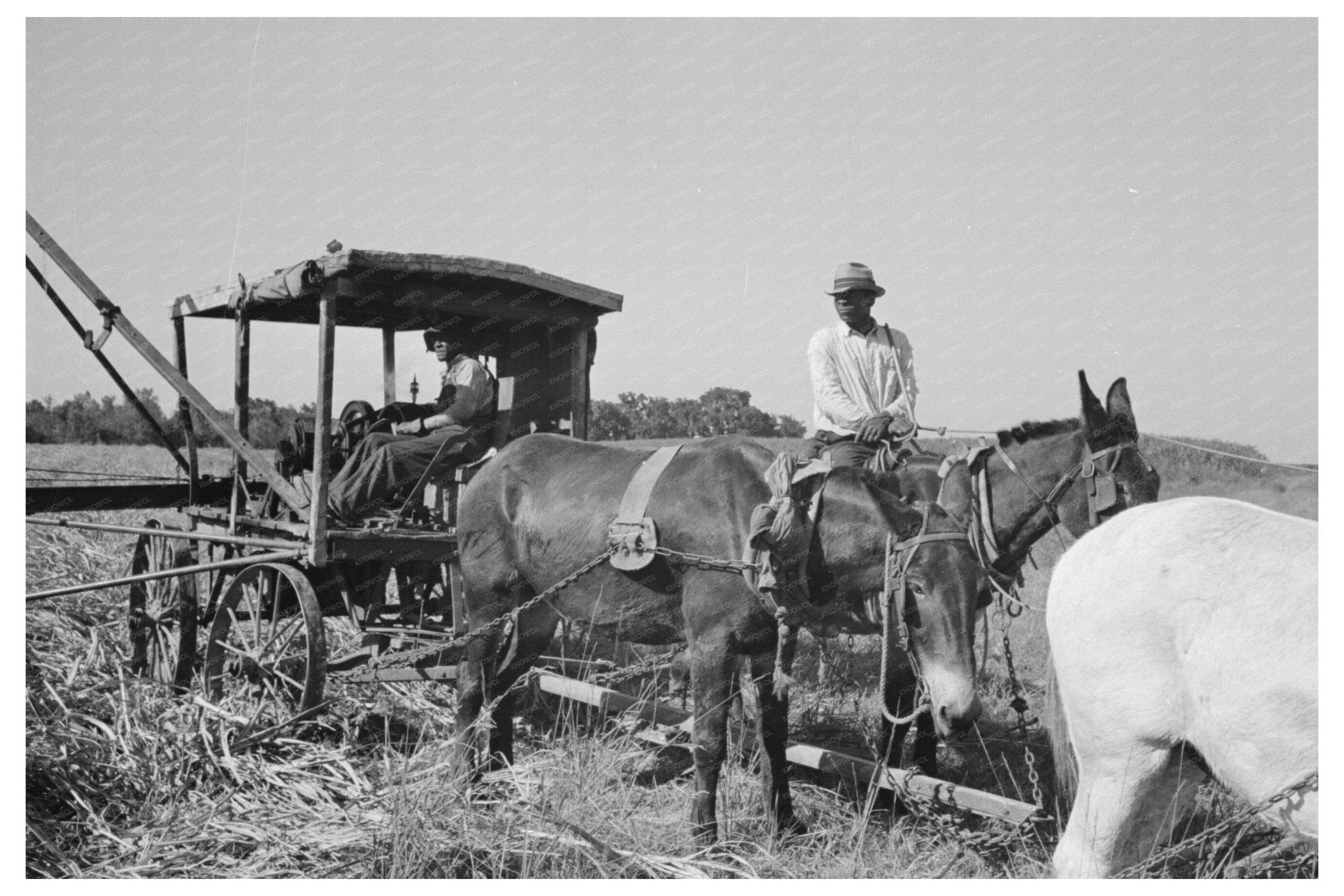 Sugarcane Loading Machine New Iberia Louisiana 1938 - Available at KNOWOL