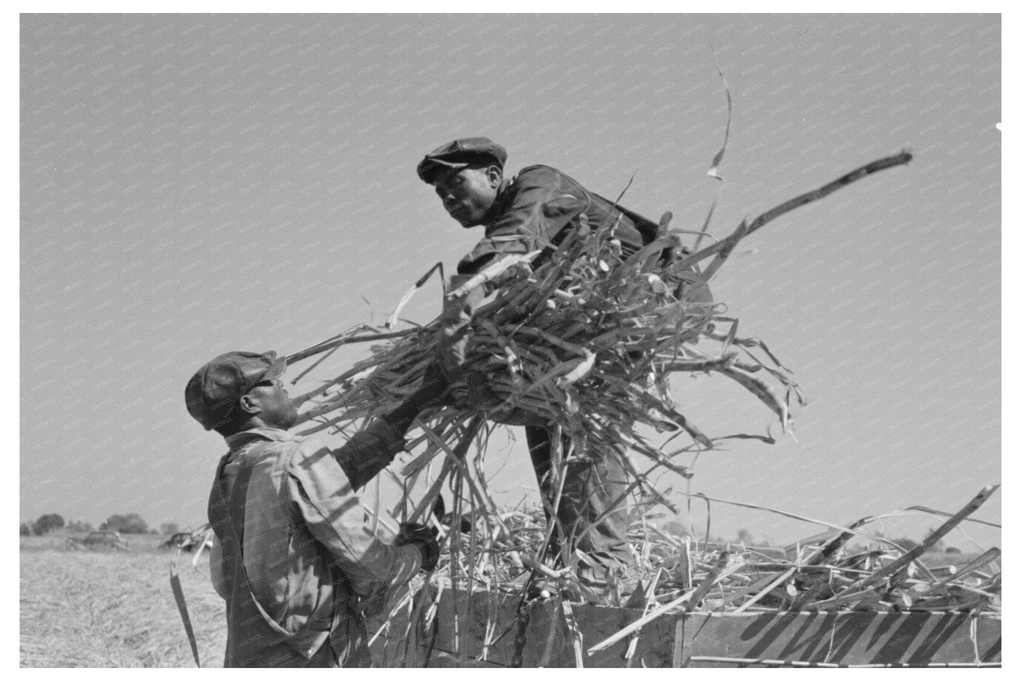 Sugarcane Loading Near New Iberia Louisiana 1938 - Available at KNOWOL