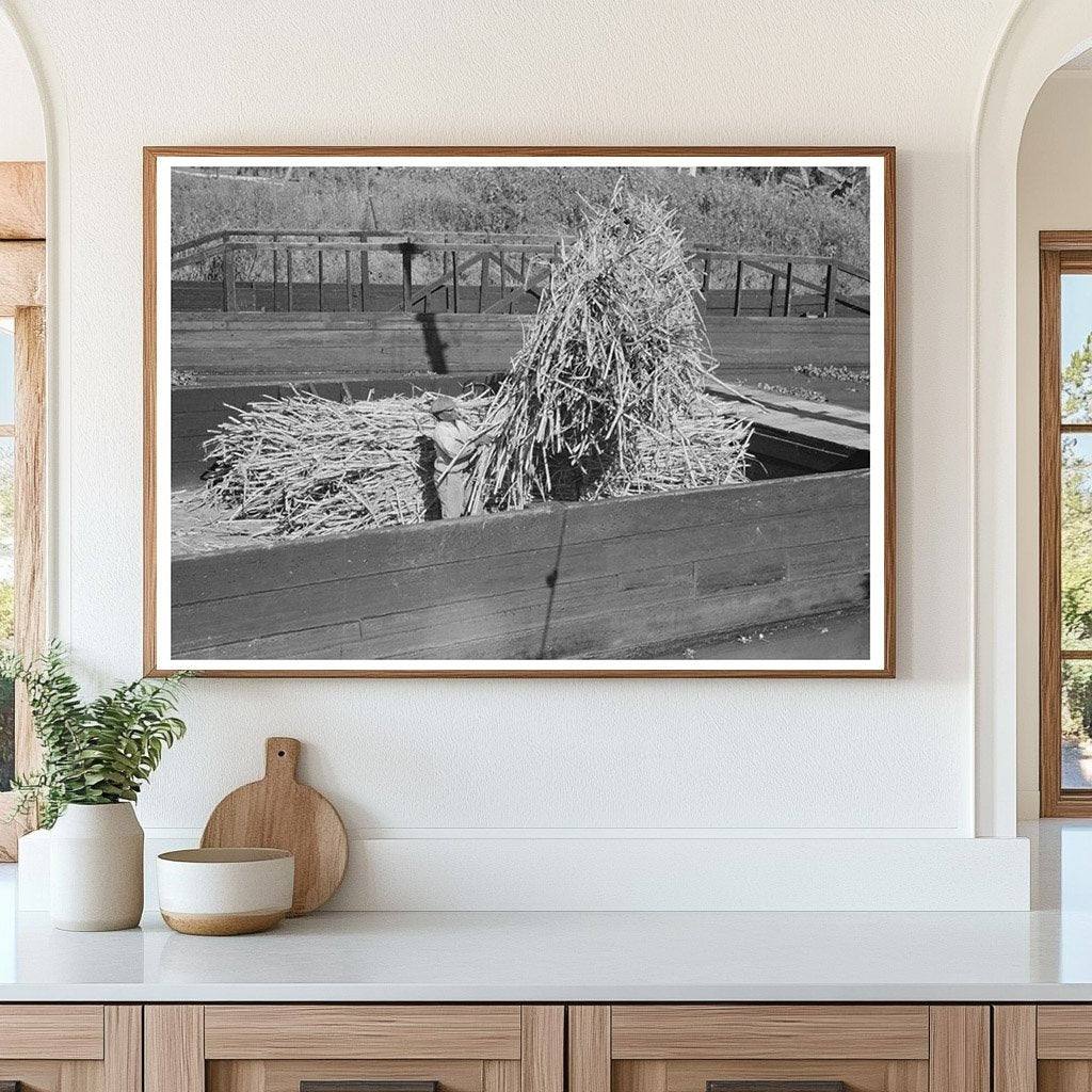 Sugarcane Loading on Barge in Houma Louisiana 1938 - Available at KNOWOL